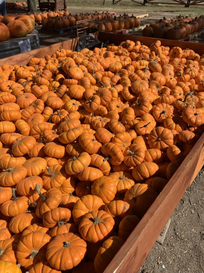 Students+at+CHS+participate+in+many+fall+activities+and+traditions.+Several+students+enjoy+going+to+pumpkin+patches+and+carving+pumpkins+while+others+simply+enjoy+spending+more+time+with+their+families.