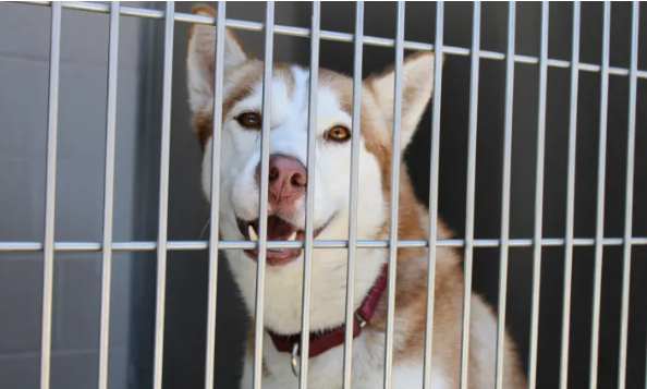 4-year old  Siberian Husky, Ivy, sitting in her kennel. Photo taken on Sept. 17, 2024.